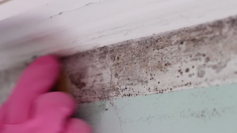 Best Airborne Mold Testing  in Eden, TX